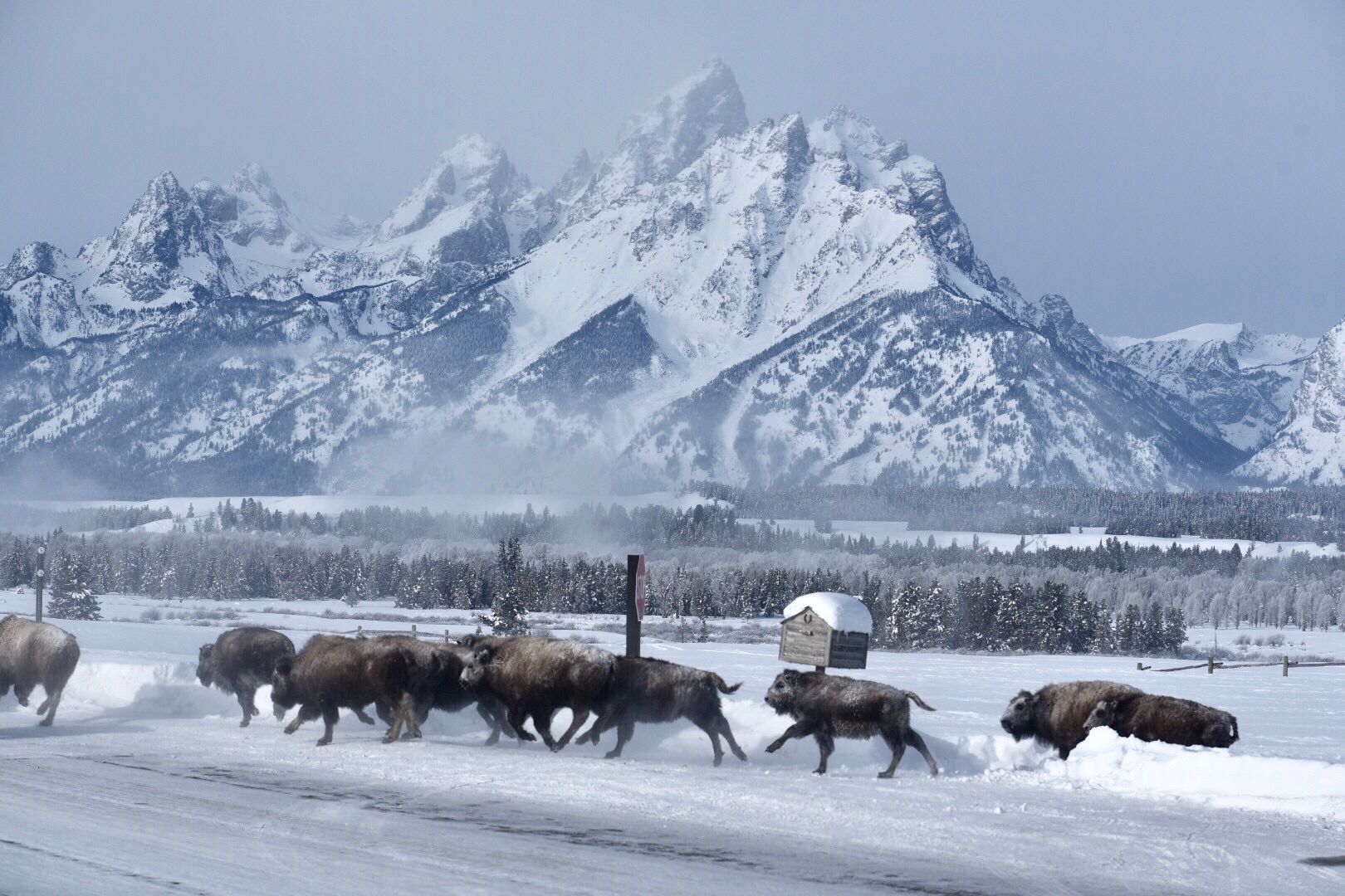 Bison drive